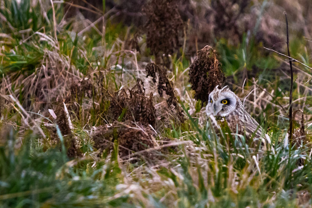 ינשוף שדות - ML647742564