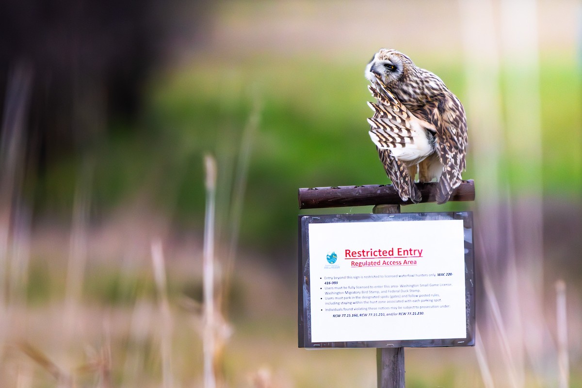 ינשוף שדות - ML647742566