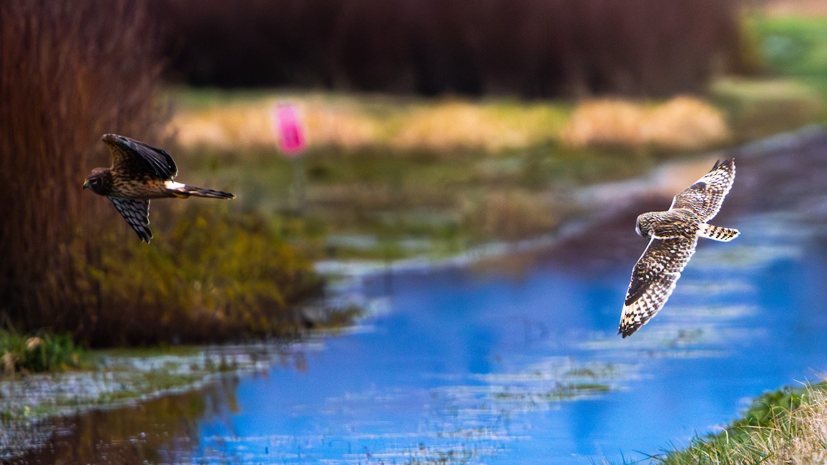 ינשוף שדות - ML647742567