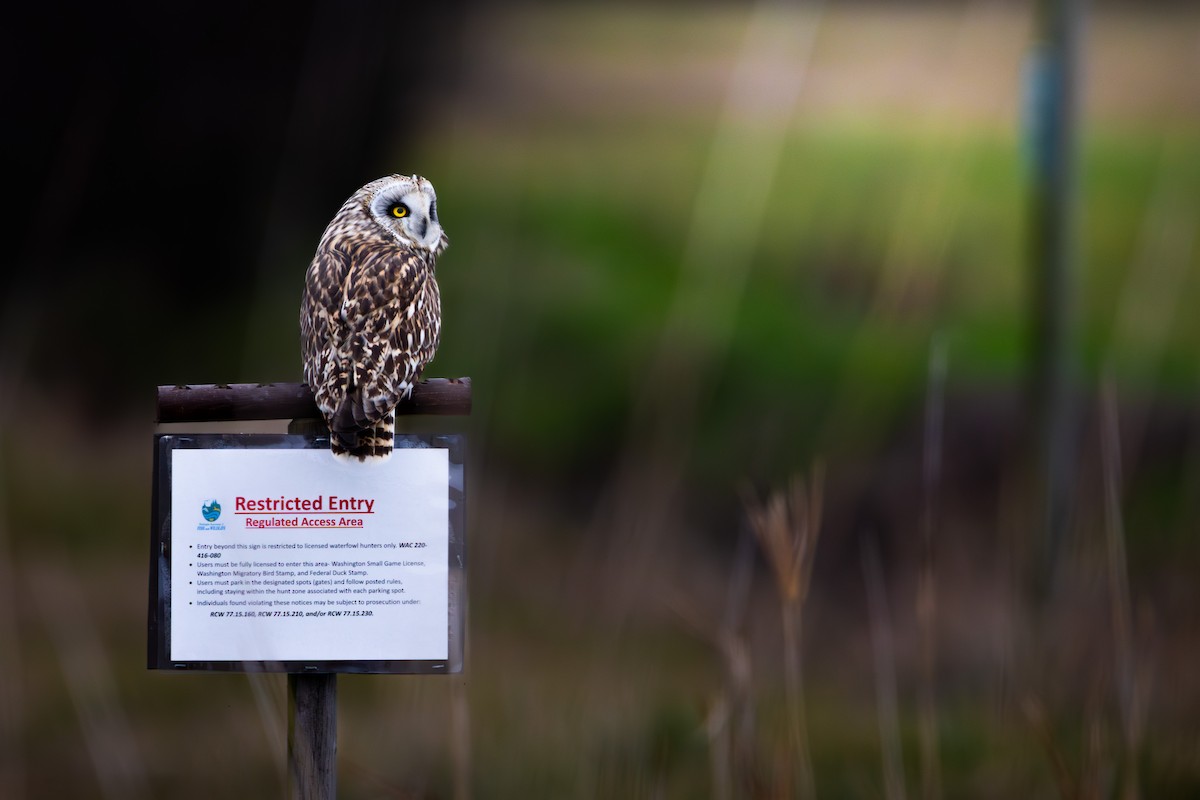 ינשוף שדות - ML647742568