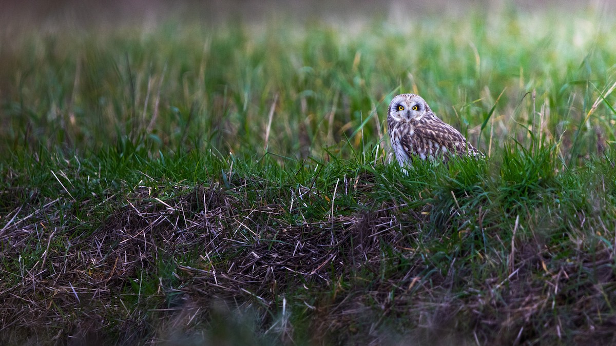 ינשוף שדות - ML647742570
