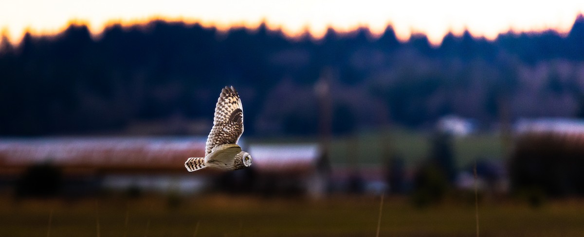 Short-eared Owl - ML647742571