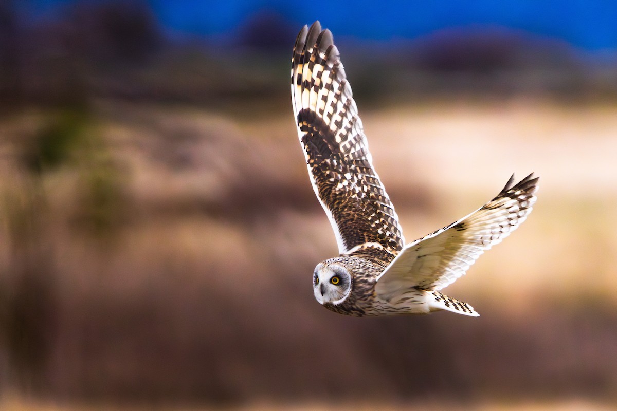ינשוף שדות - ML647742573
