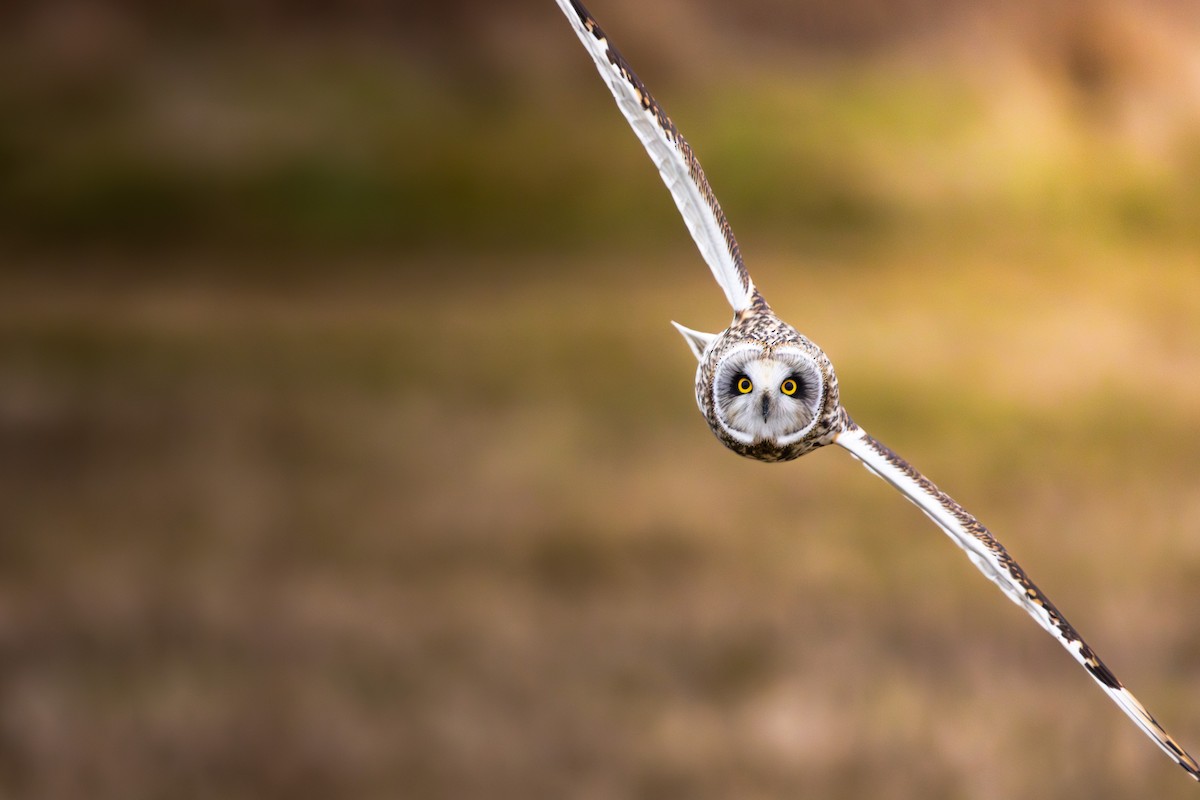 ינשוף שדות - ML647742574