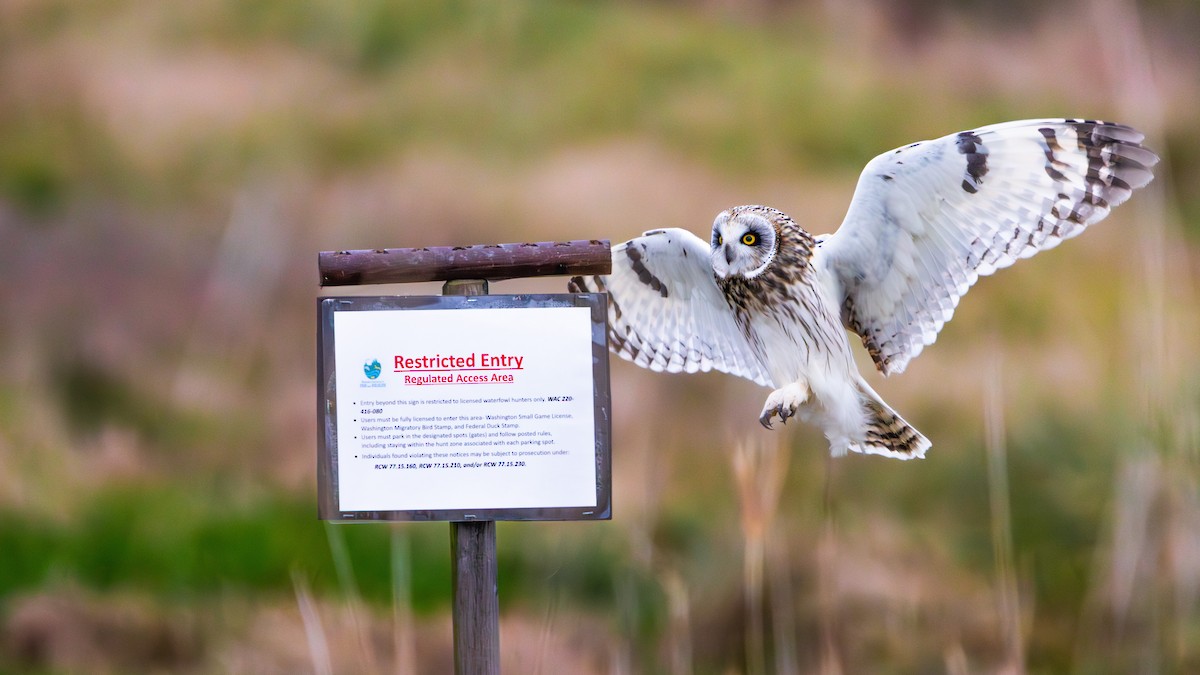 ינשוף שדות - ML647742575