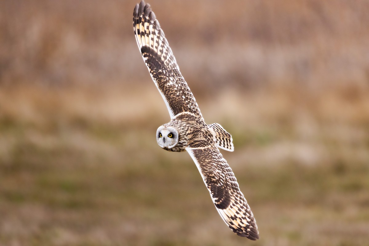 ינשוף שדות - ML647742576