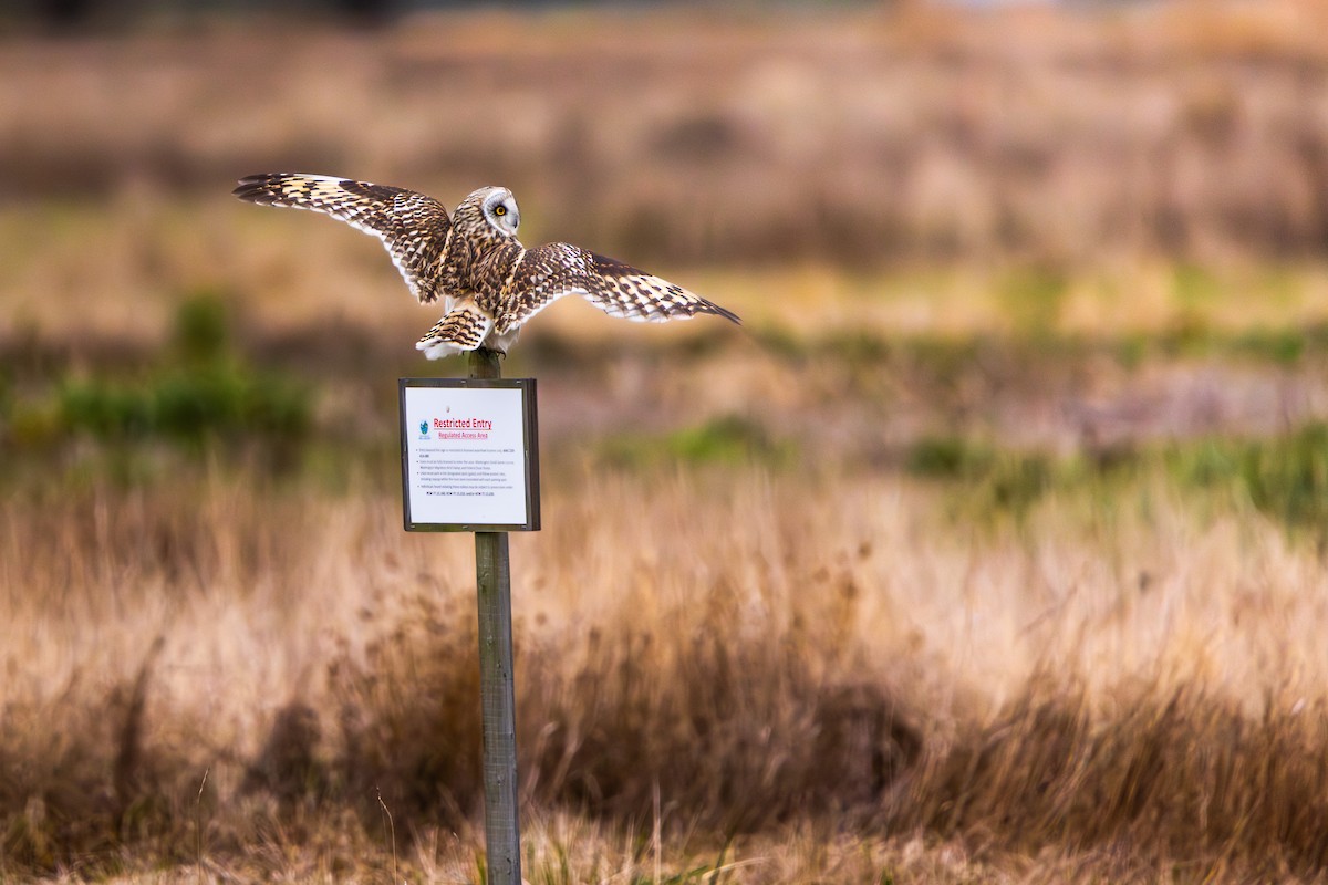 ינשוף שדות - ML647742577