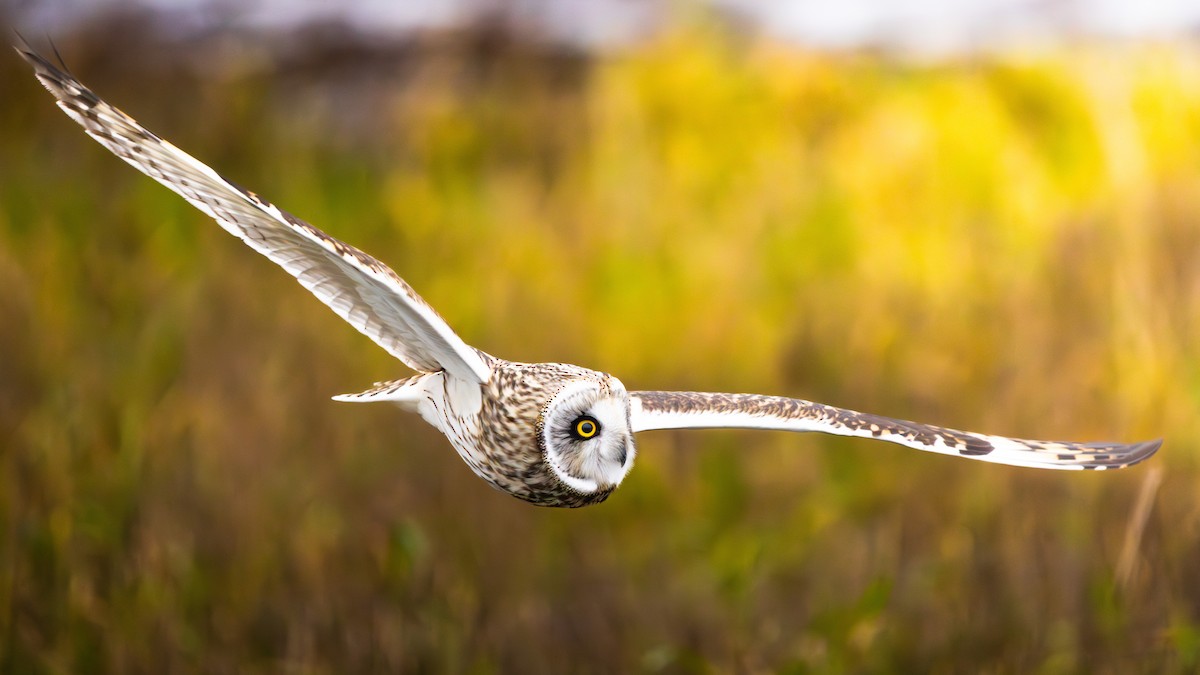 ינשוף שדות - ML647742578