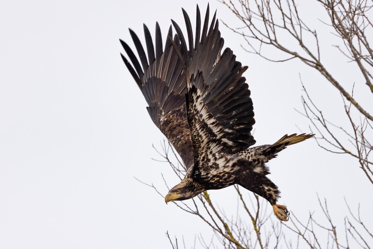 עיטם לבן-ראש - ML647742596