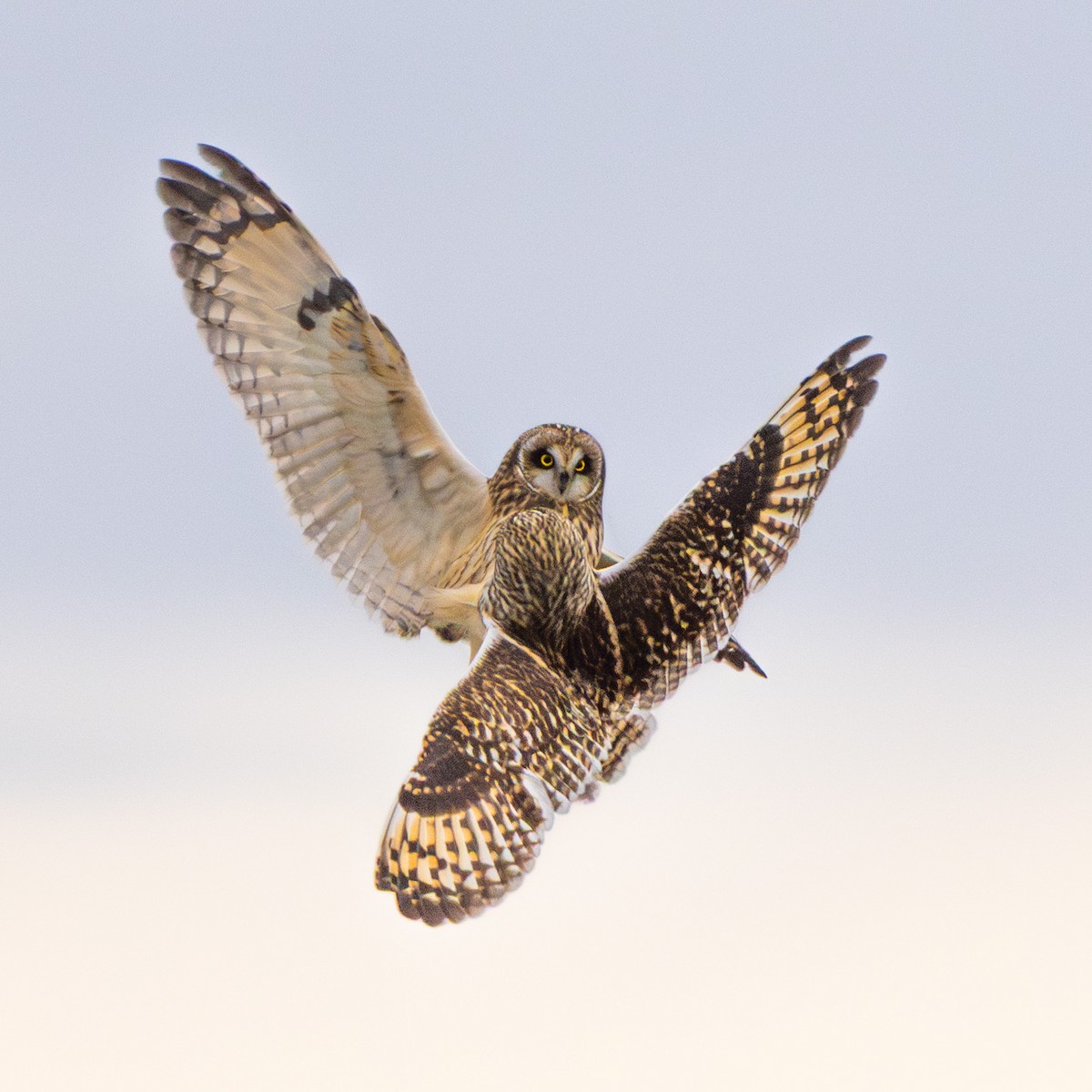 Short-eared Owl - ML647742607