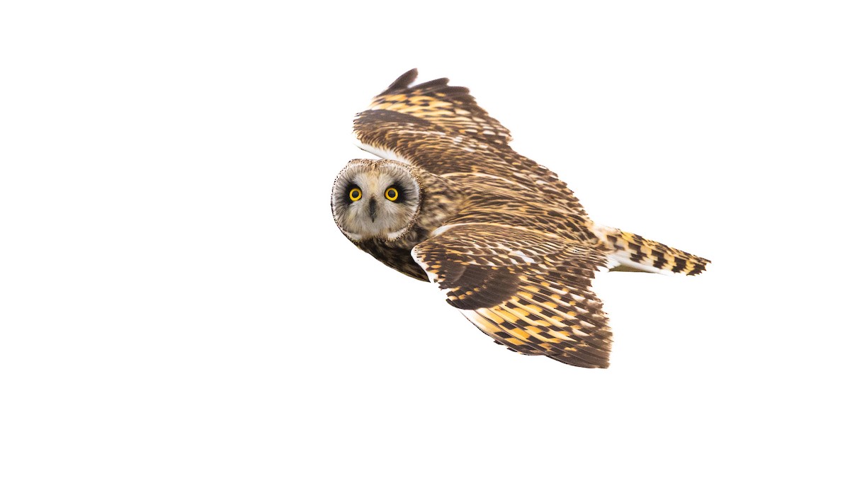 ינשוף שדות - ML647742609