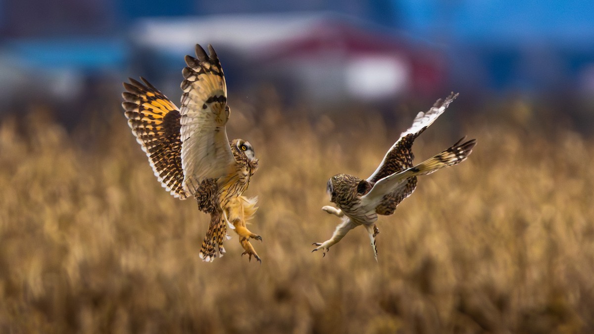 ינשוף שדות - ML647742610