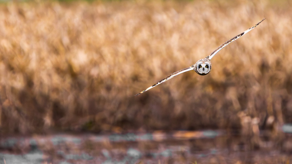 ינשוף שדות - ML647742611