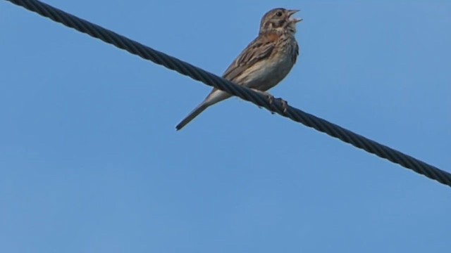 Vesper Sparrow - ML647742633