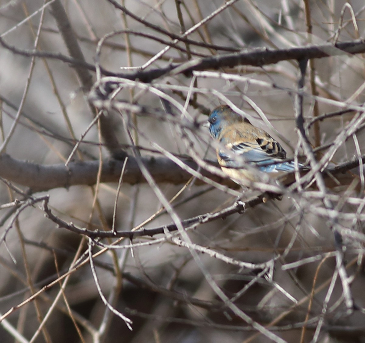 Lazuli Bunting - ML647742647