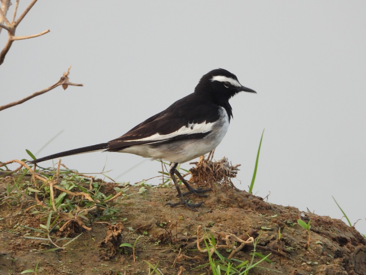 White-browed Wagtail - ML647742671