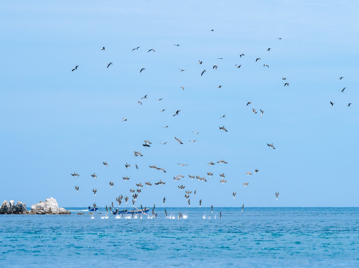 Peruvian Booby - ML647742701