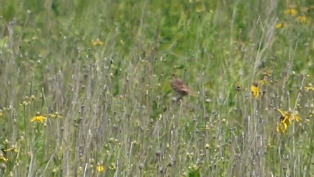 Henslow's Sparrow - ML647742720