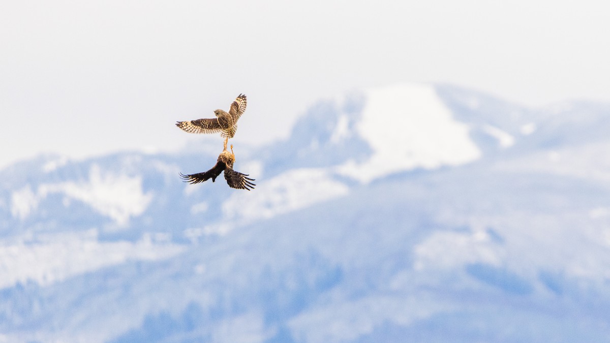 ינשוף שדות - ML647742722