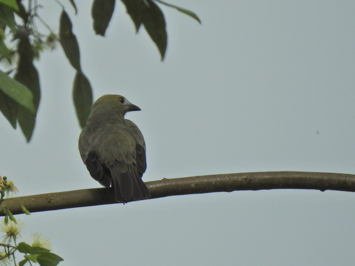 Palm Tanager - ML647742735