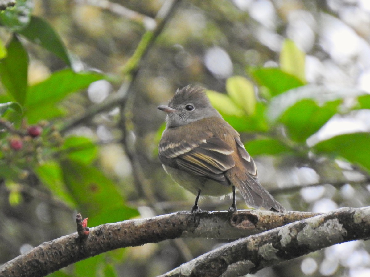 Желтобрюхая эления - ML647742739