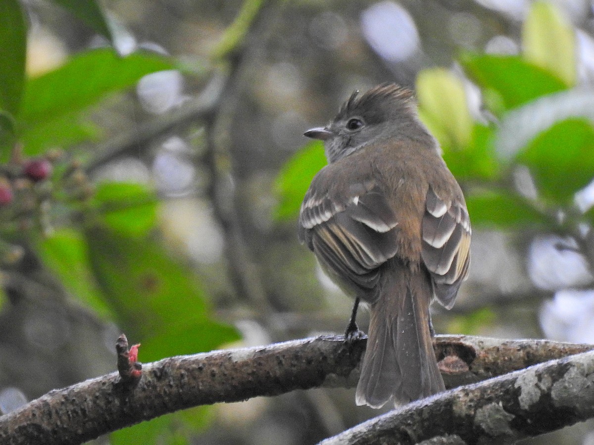 Желтобрюхая эления - ML647742741