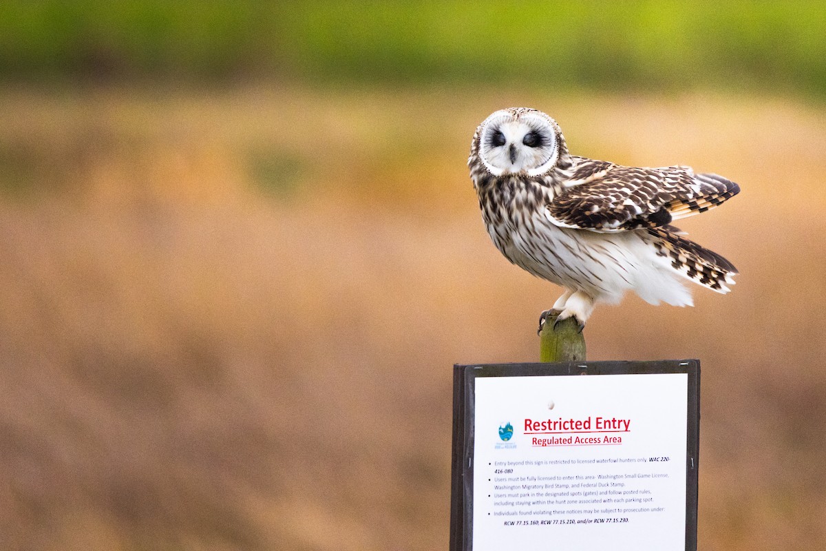 ינשוף שדות - ML647742742