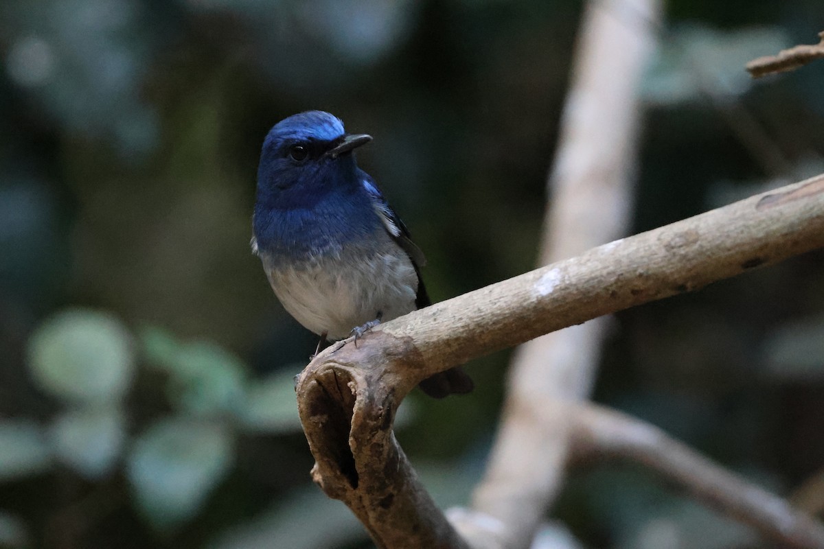 Hainan Blue Flycatcher - ML647742747