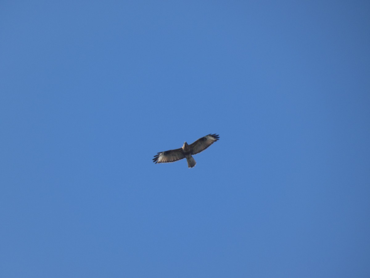 Eastern Buzzard - ML647742760