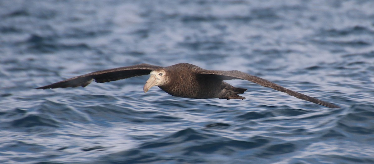 Petreltzar iluna - ML647742763