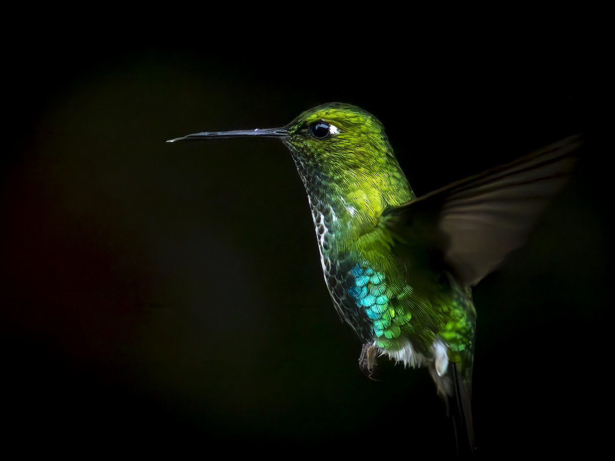 Emerald-bellied Puffleg - ML647742765