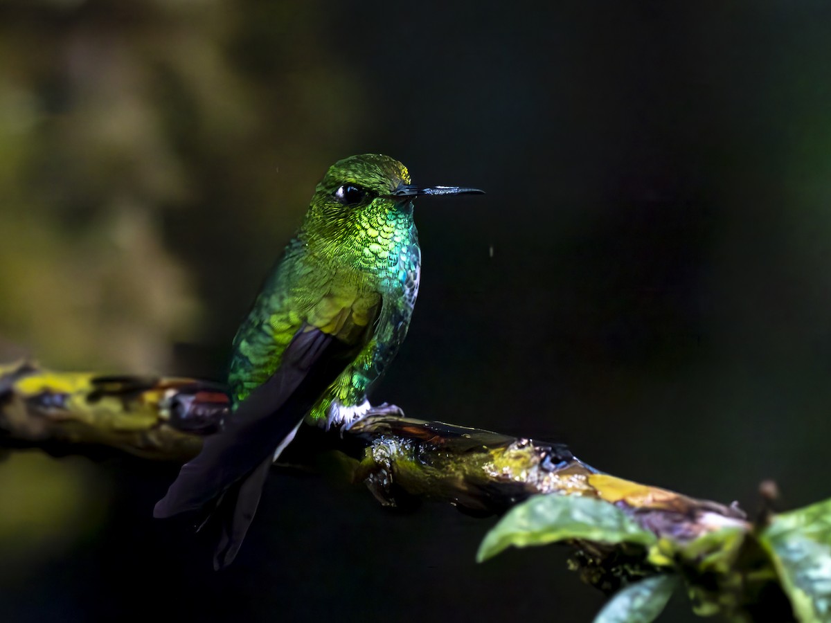 Emerald-bellied Puffleg - ML647742766