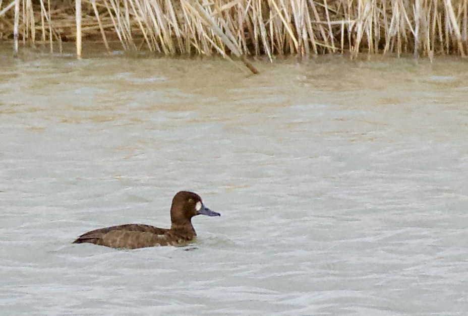 polák kaholka/polák vlnkovaný - ML647742767