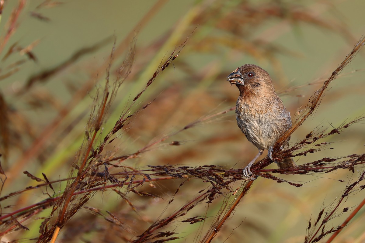 Scaly-breasted Munia (Scaled) - ML647742768