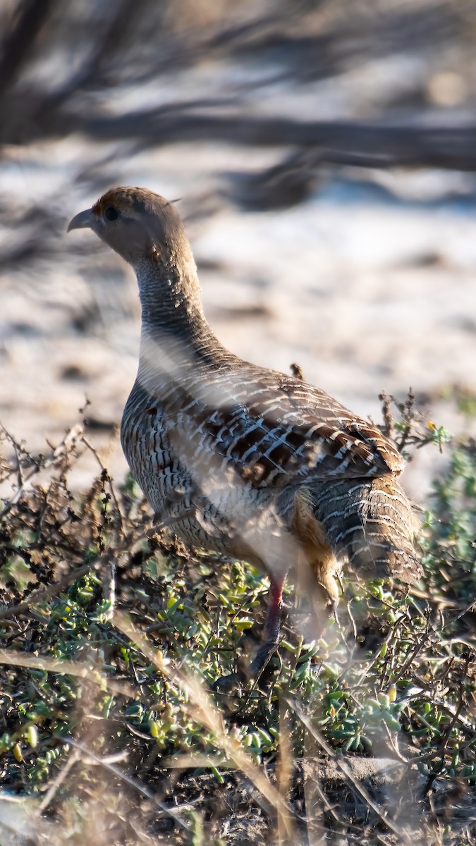 Gray Francolin - ML647742769