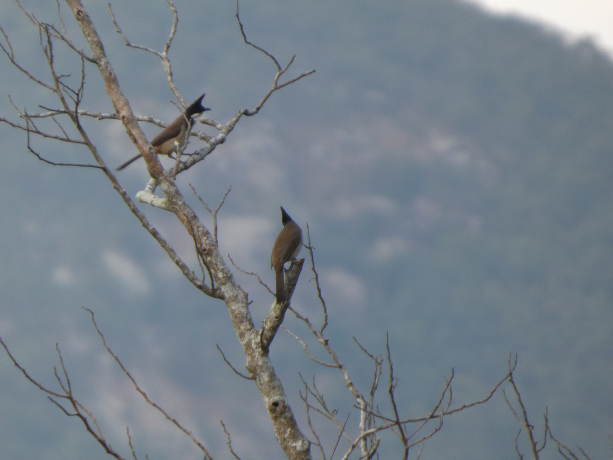 Red-whiskered Bulbul - ML647742770