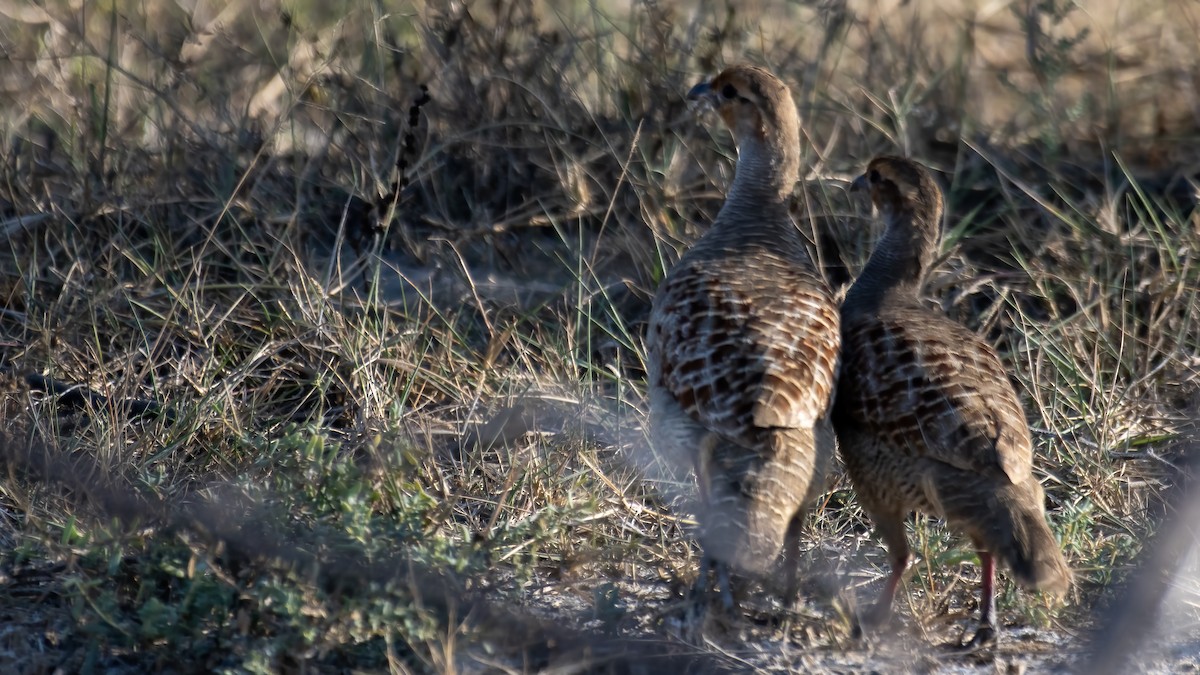 Gray Francolin - ML647742774