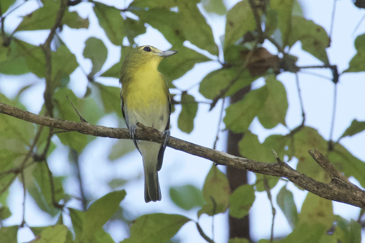 Yellow-throated Vireo - ML647742776