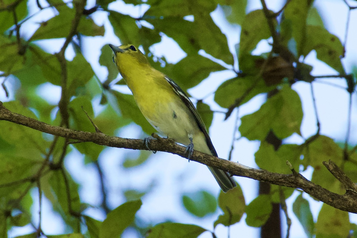 Yellow-throated Vireo - ML647742777