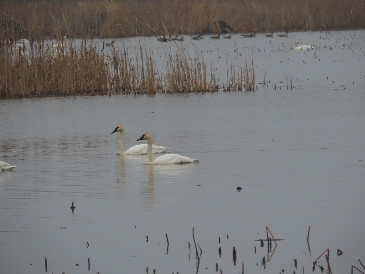 Trumpeter Swan - ML647742778