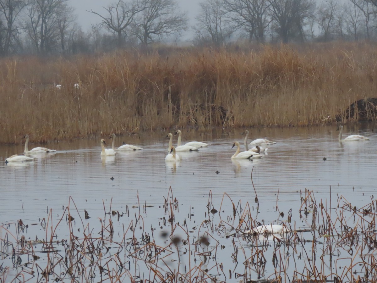Trumpeter Swan - ML647742779