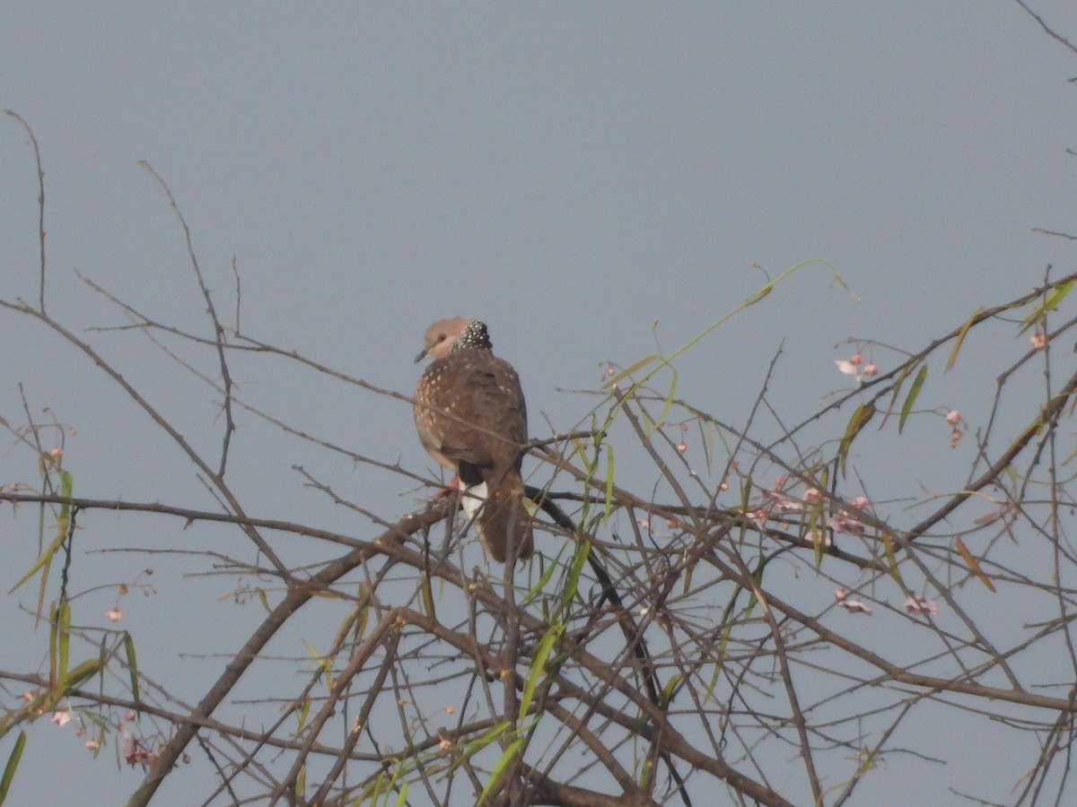 Spotted Dove - ML647742780