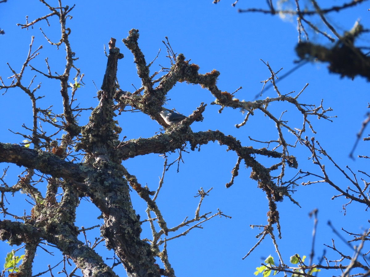 White-breasted Nuthatch (Pacific) - ML647742781