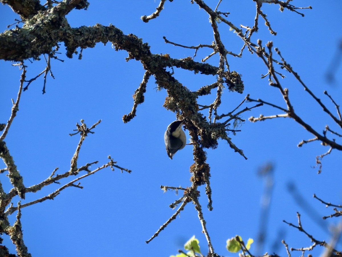 White-breasted Nuthatch (Pacific) - ML647742782