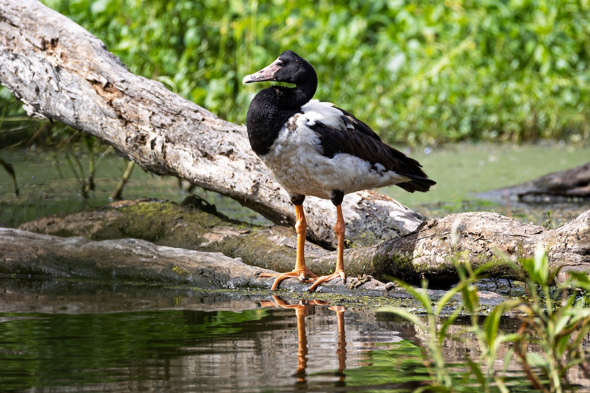 Magpie Goose - ML647742785