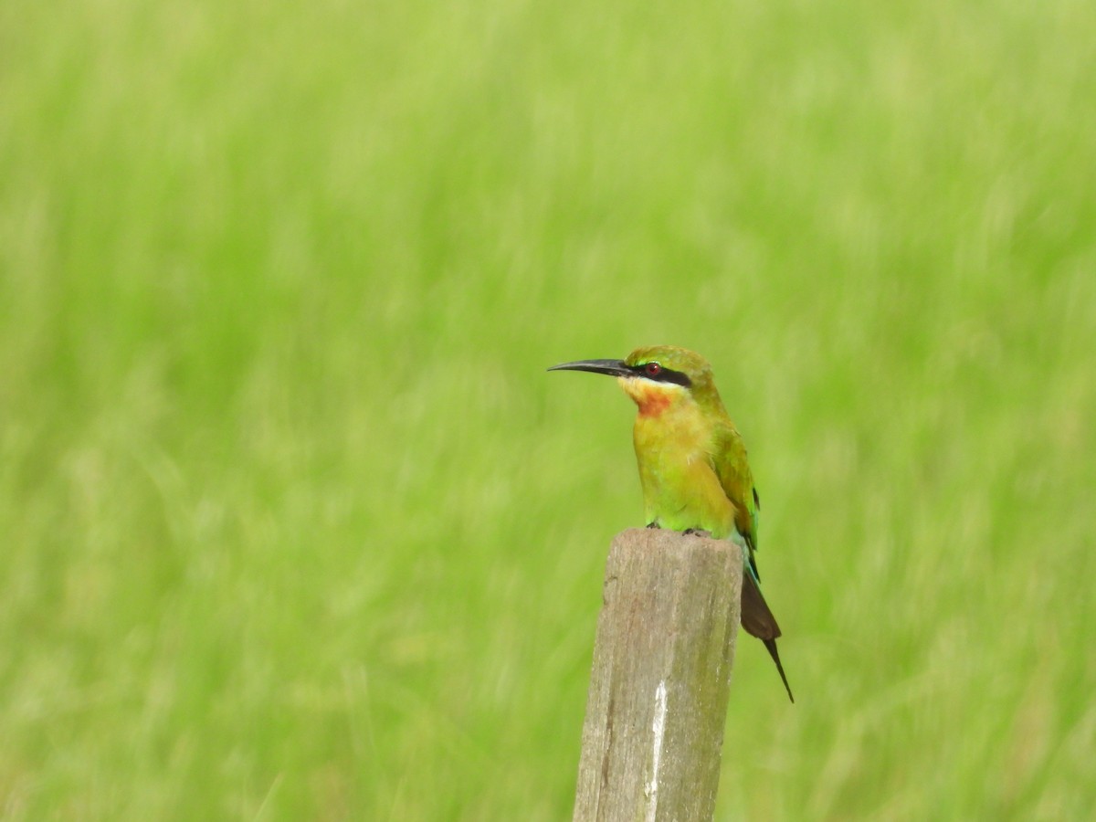 Blue-tailed Bee-eater - ML647742787