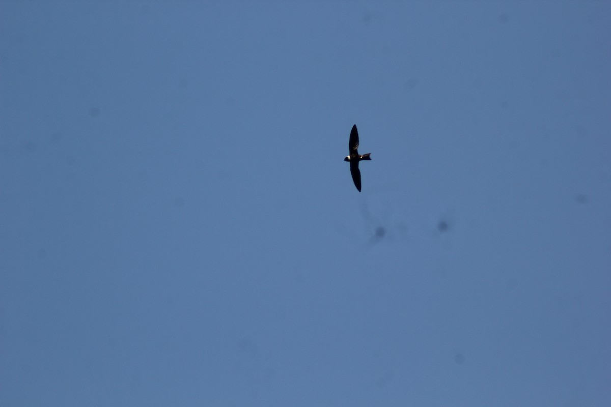 White-collared Swift - ML647742788