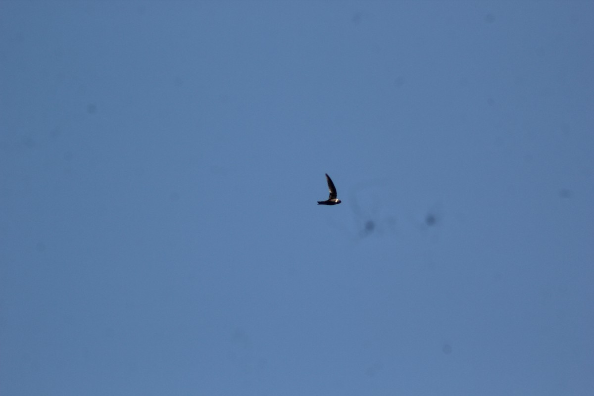 White-collared Swift - ML647742789