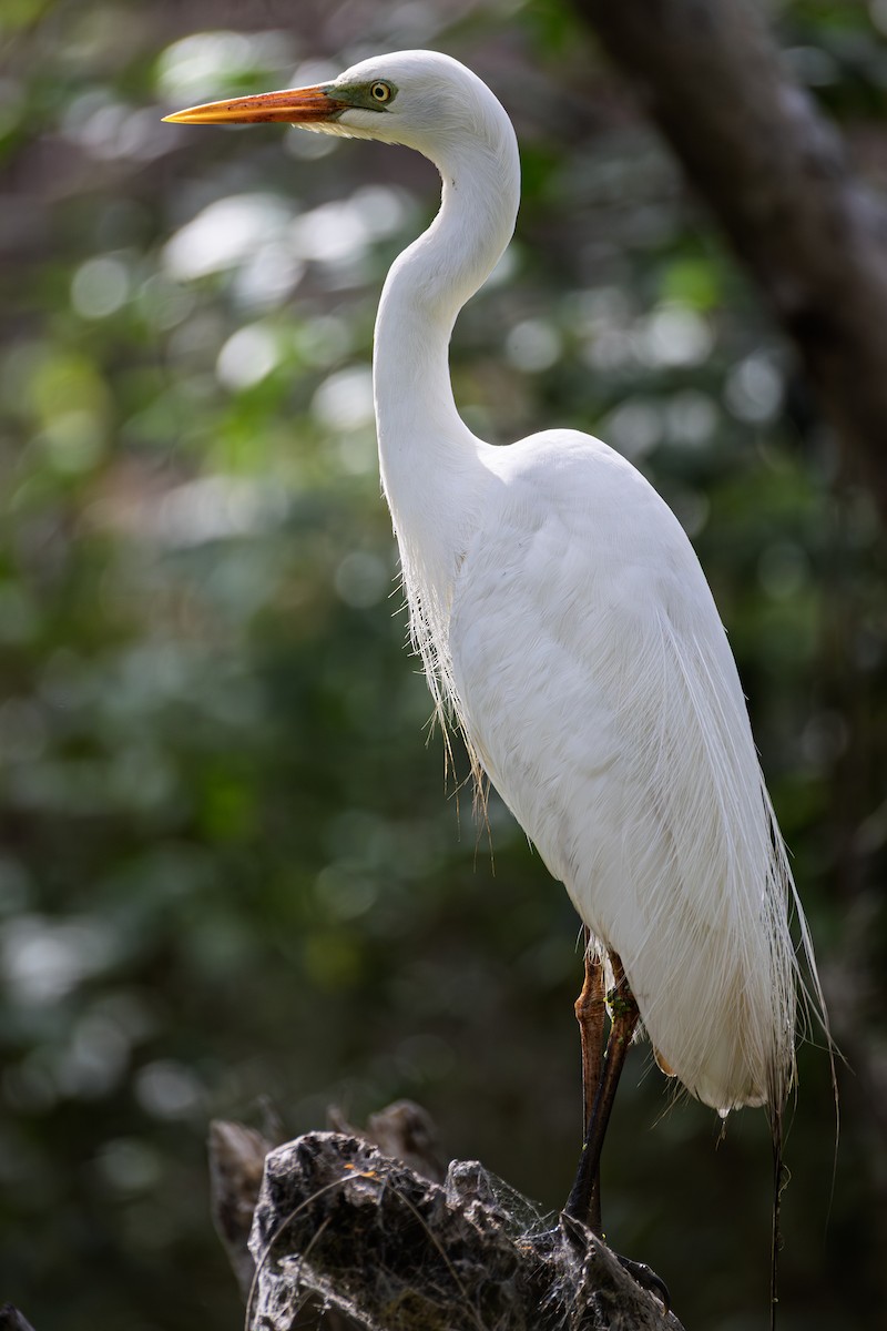 Great Egret - ML647742793