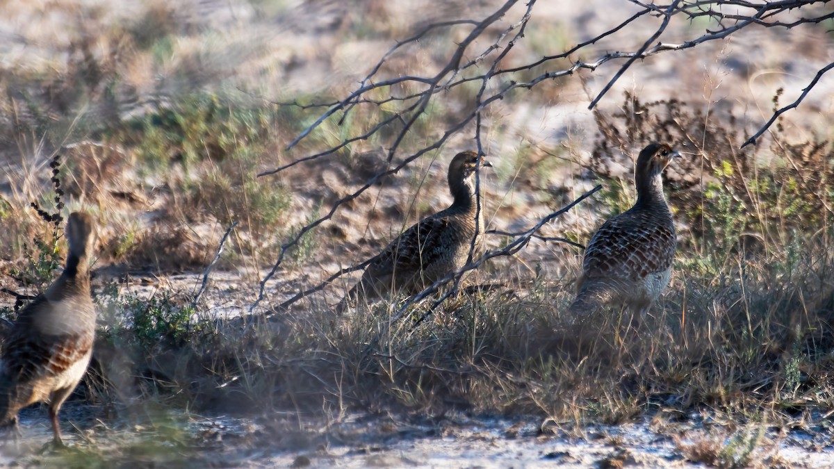 Gray Francolin - ML647742794